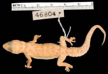 Media type: image;   Herpetology R-46804